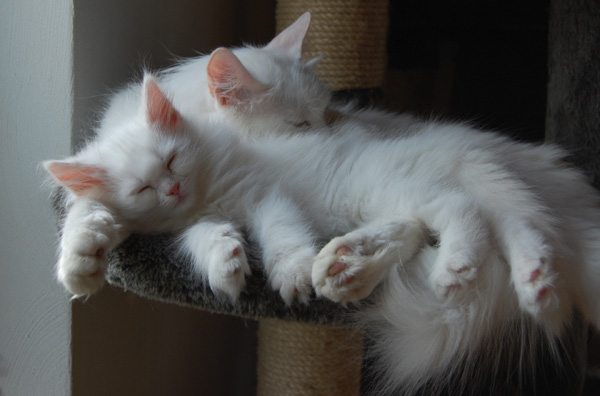 die Mama und ihr Liebling.jpg